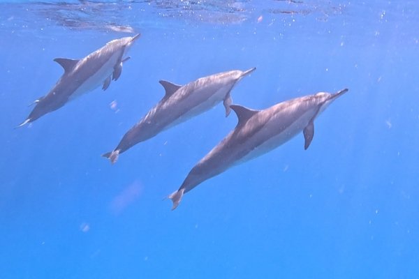 Half day for Dolphins Observation
