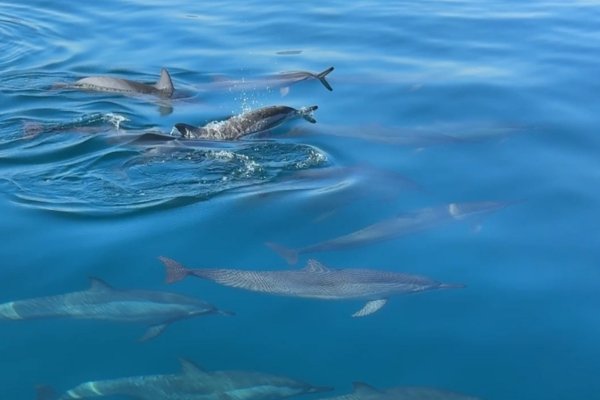 Half day for Dolphins Observation