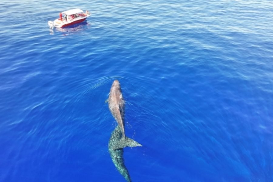 Whales and Dolphins Observation Half Day Tour