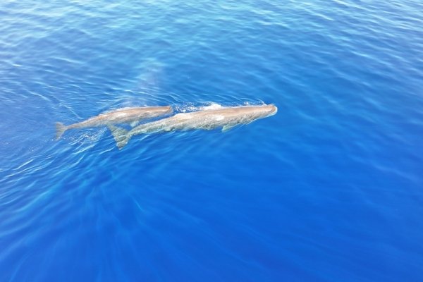 Half day trip for Whales and Dolphins observation