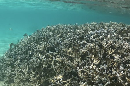 Coral Reefs in Mauritius: What You Can See While Snorkeling in the Northern Islands