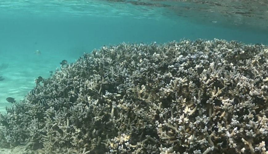 Coral Reefs in Mauritius: What You Can See While Snorkeling in the Northern Islands