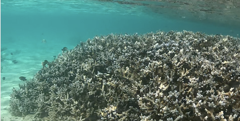 Coral Reefs in Mauritius: What You Can See While Snorkeling in the Northern Islands