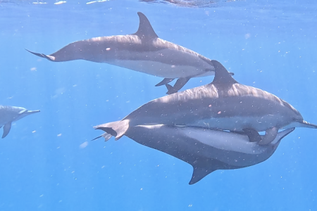 Dolphin Watching in Mauritius: Everything You Should Know