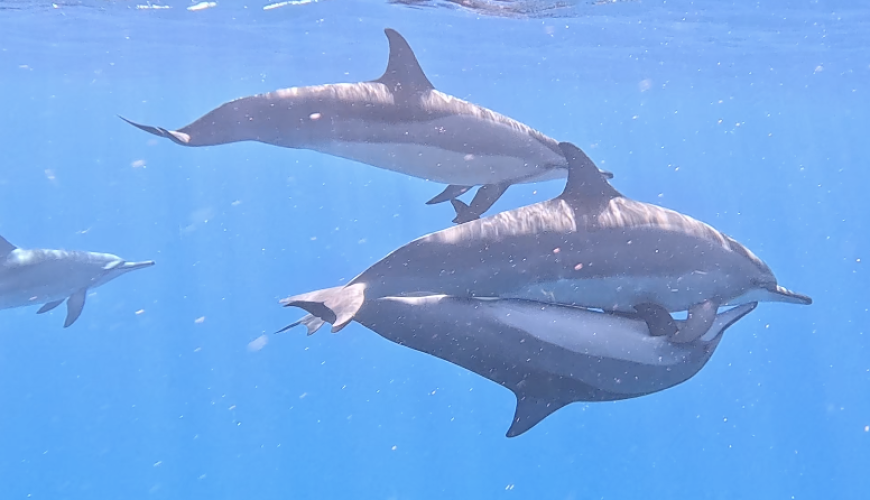 Dolphin Watching in Mauritius: Everything You Should Know